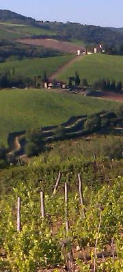 vigna